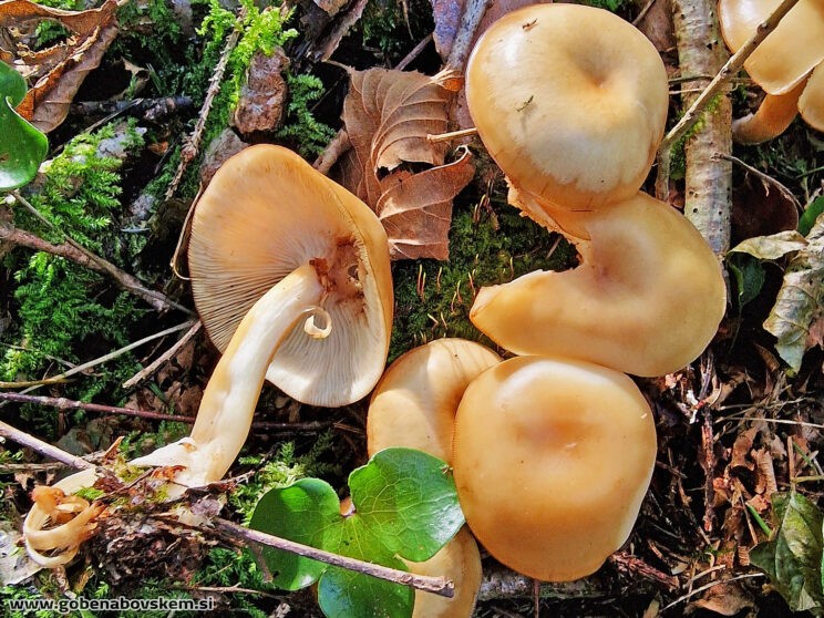 CLITOCYBE INFLATIPES DABRA11 (1)