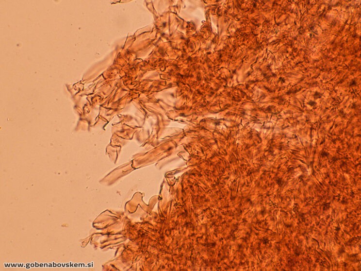 CLITOCYBE INFLATIPES DABRA11 (10)