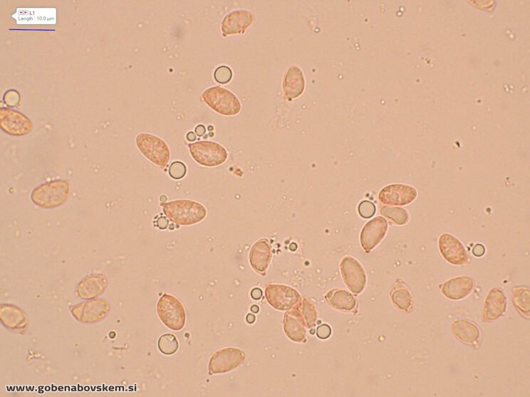 CLITOCYBE INFLATIPES DABRA11 (11)
