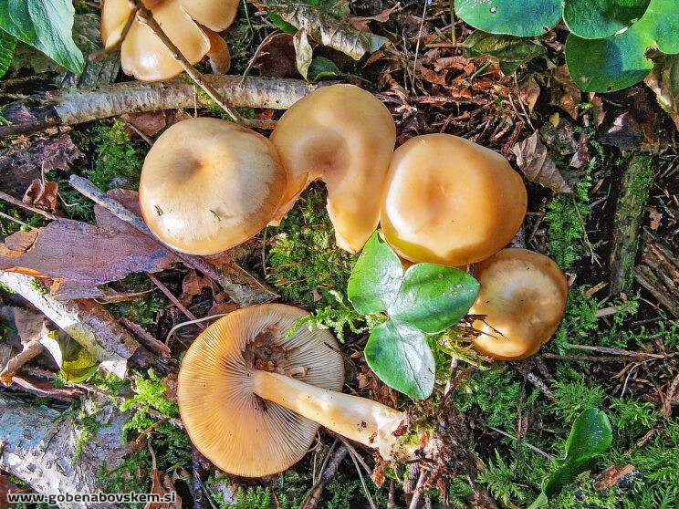 CLITOCYBE INFLATIPES DABRA11 (2)