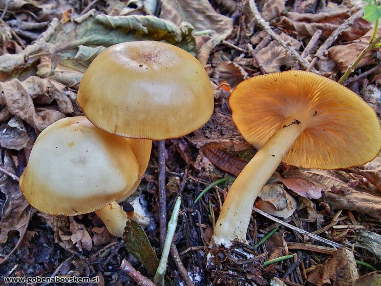 CLITOCYBE INFLATIPES DABRA11 (3)