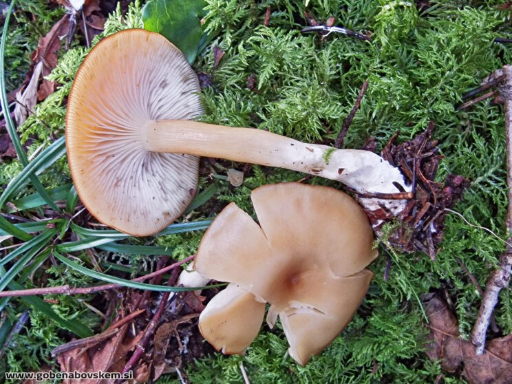 CLITOCYBE INFLATIPES DABRA11 (4)
