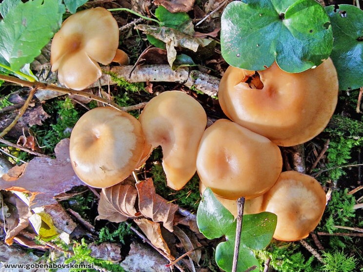 CLITOCYBE INFLATIPES DABRA11 (5)