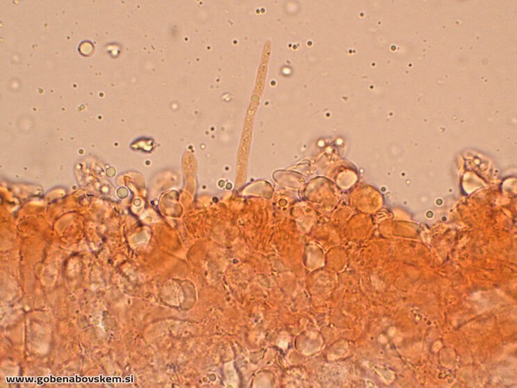 CLITOCYBE INFLATIPES DABRA11 (6)