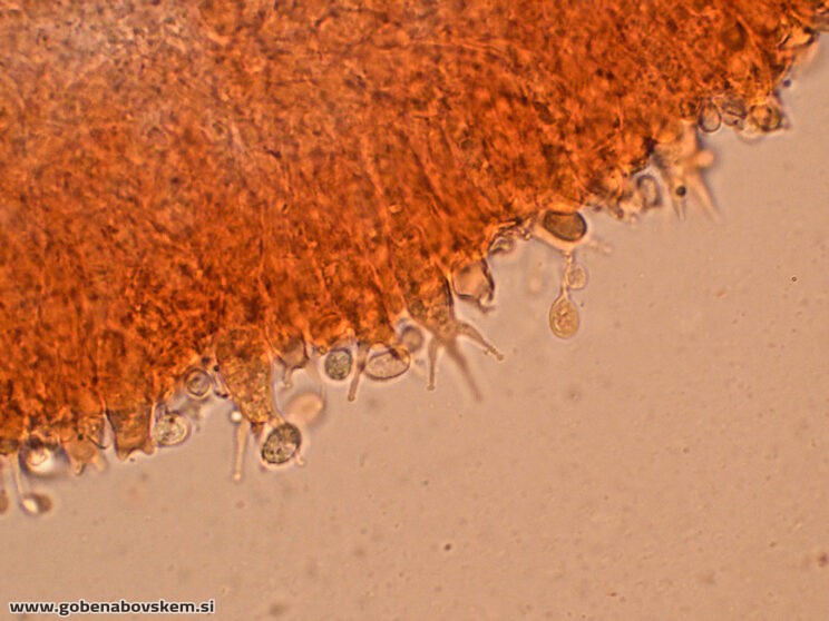 CLITOCYBE INFLATIPES DABRA11 (7)