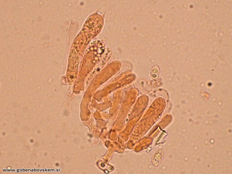 CLITOCYBE INFLATIPES DABRA11 (8)