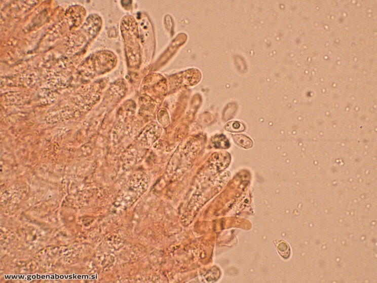 CLITOCYBE INFLATIPES DABRA11 (9)