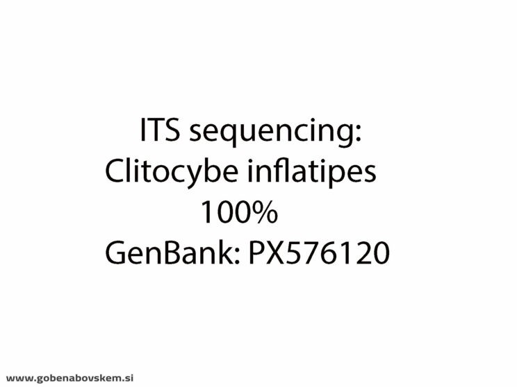 CLITOCYBE INFLATIPES DABRA12
