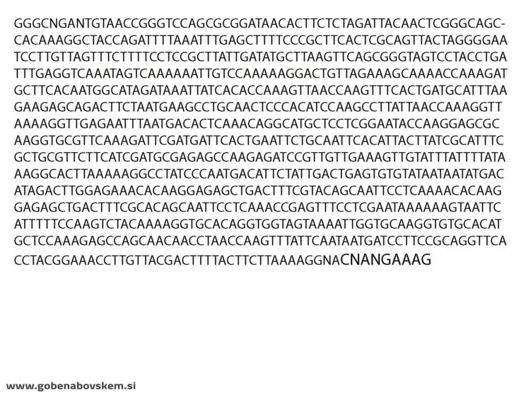 CLITOCYBE INFLATIPES DABRA13