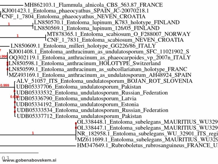 ENTOLOMA UNDULATOSPORUM