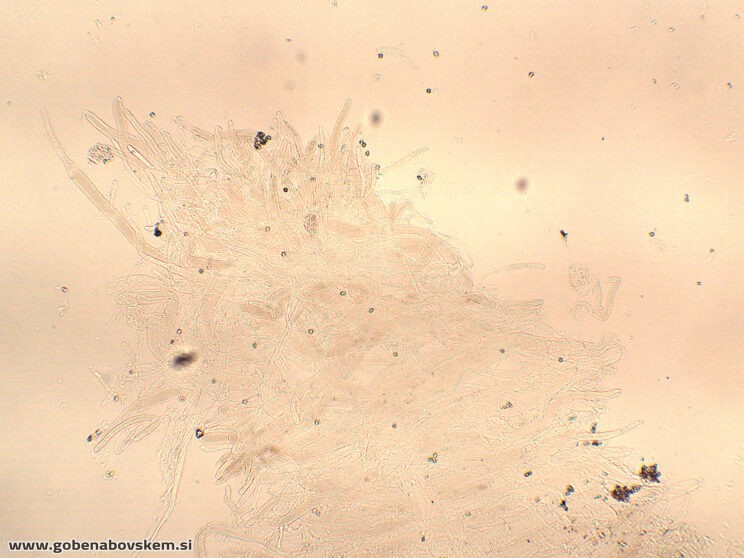 ENTOLOMA UNDULATOSPORUM10