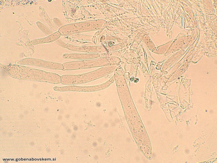 ENTOLOMA UNDULATOSPORUM12