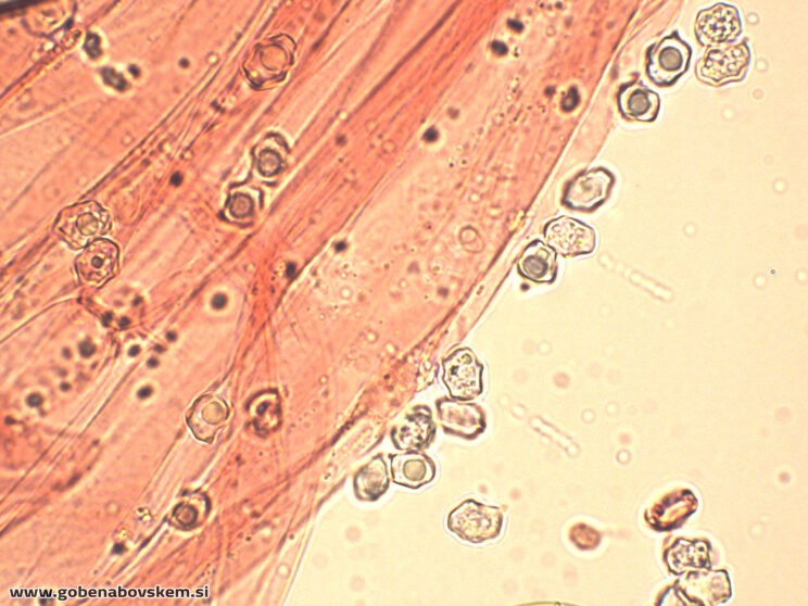 ENTOLOMA UNDULATOSPORUM15
