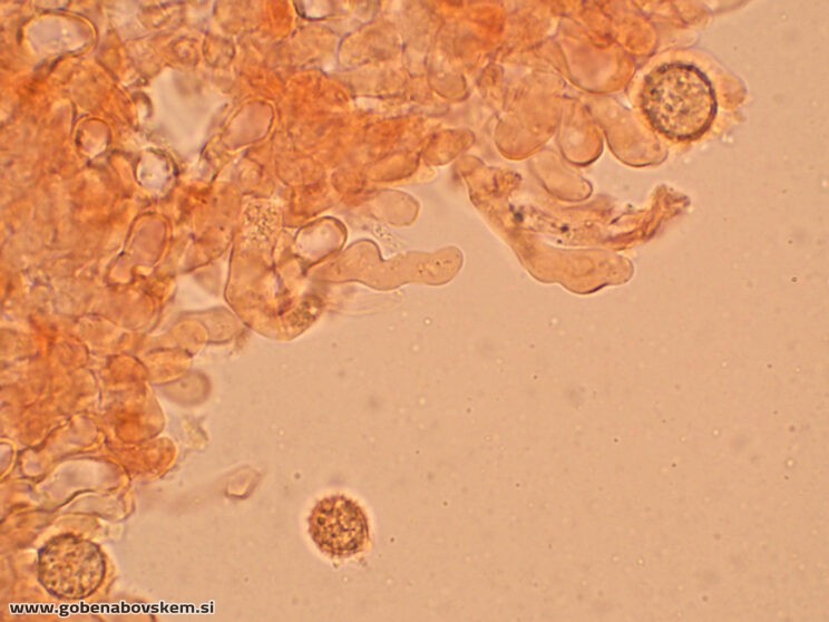 LACCARIA PUMILA MANGRT (1)