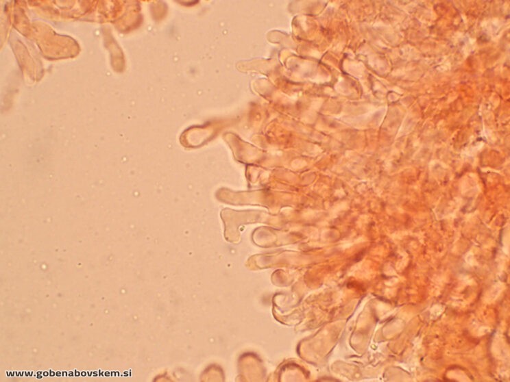 LACCARIA PUMILA MANGRT (2)