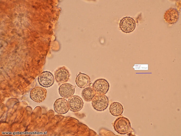 LACCARIA PUMILA MANGRT (3)