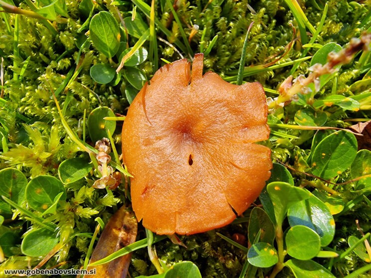 LACCARIA PUMILA MANGRT (4)