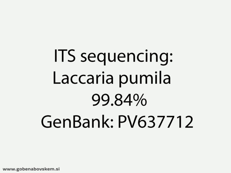 LACCARIA PUMILA MANGRT (6)