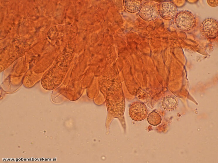 LACCARIA PUMILA MANGRT (7)