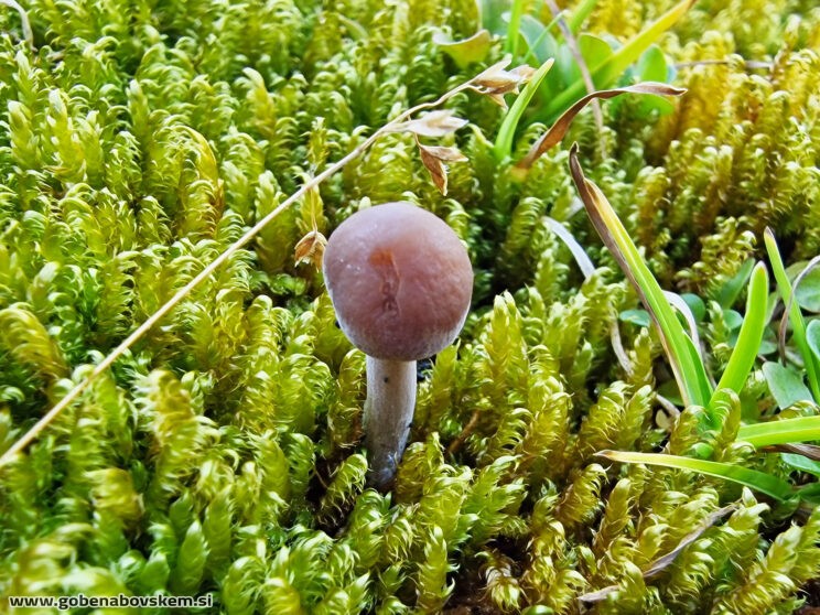 PANAEOLUS ACUMILATUS2