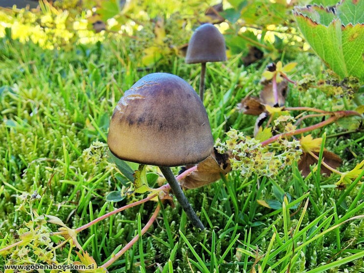 PANAEOLUS ACUMILATUS3