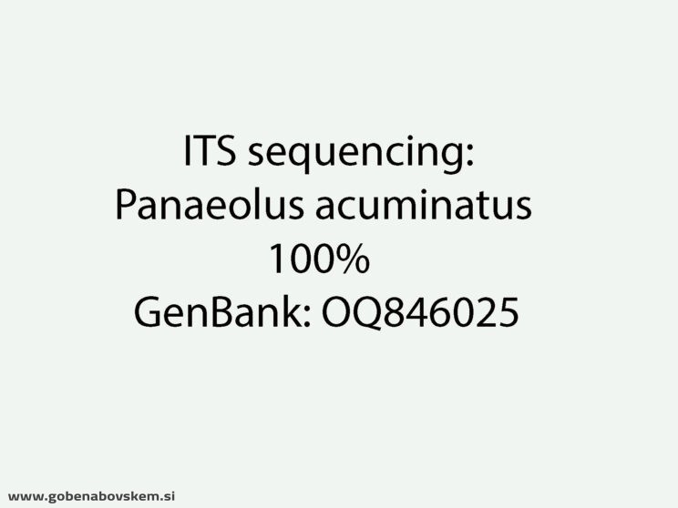 PANAEOLUS ACUMILATUS4