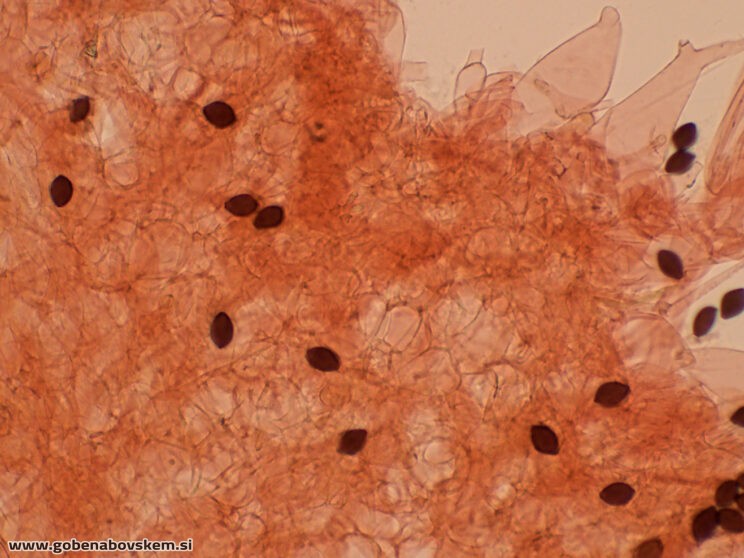 PANAEOLUS ACUMINATUS MANGRT