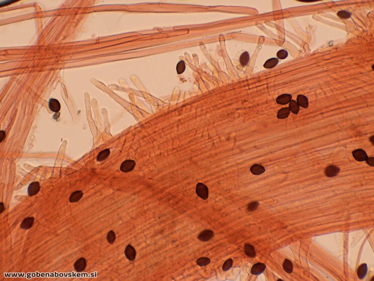 PANAEOLUS ACUMINATUS MANGRT CHAULO