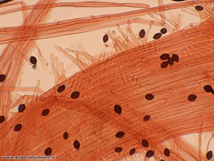 PANAEOLUS ACUMINATUS MANGRT CHAULO POP