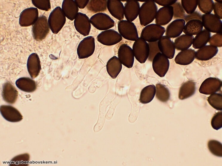 PANAEOLUS ACUMINATUS MANGRT CHEILO H2O