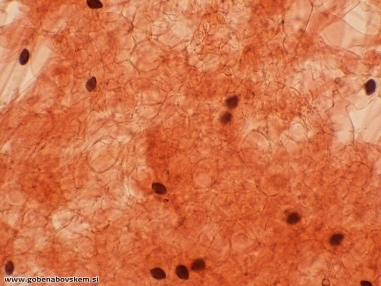 PANAEOLUS ACUMINATUS MANGRT PP4