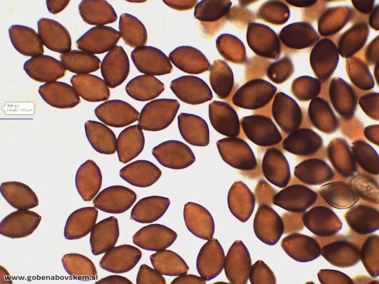 PANAEOLUS ACUMINATUS MANGRT SPORE2