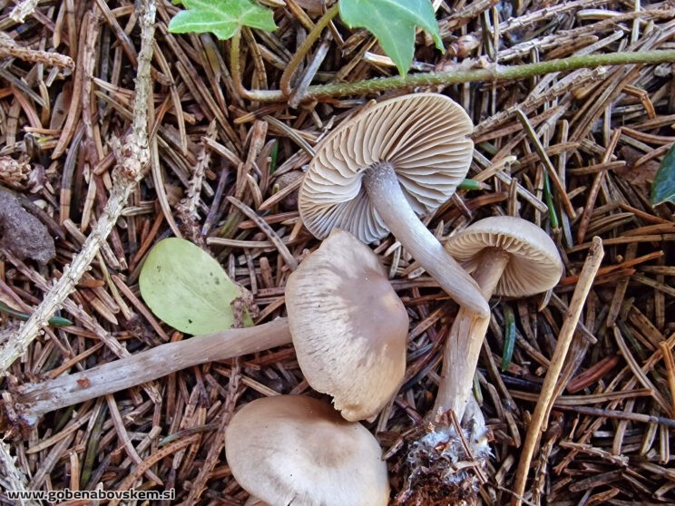 LYOPHYLLUM FIBROSIPES GOLF (10)