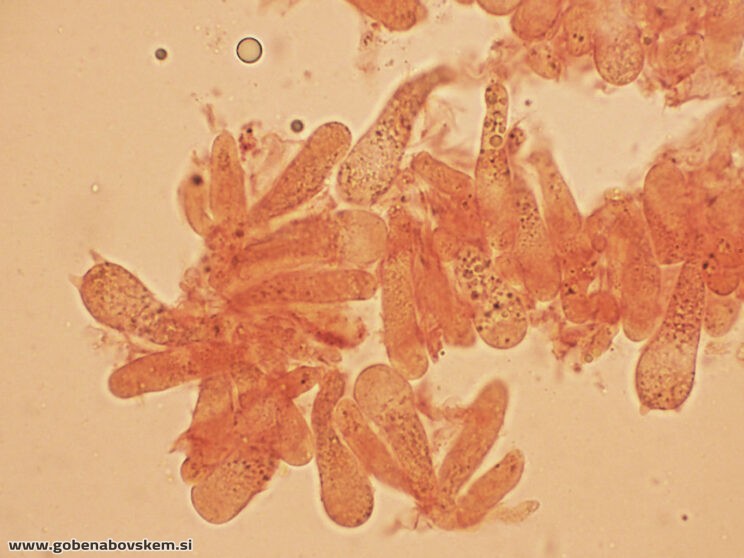 LYOPHYLLUM FIBROSIPES GOLF (11)