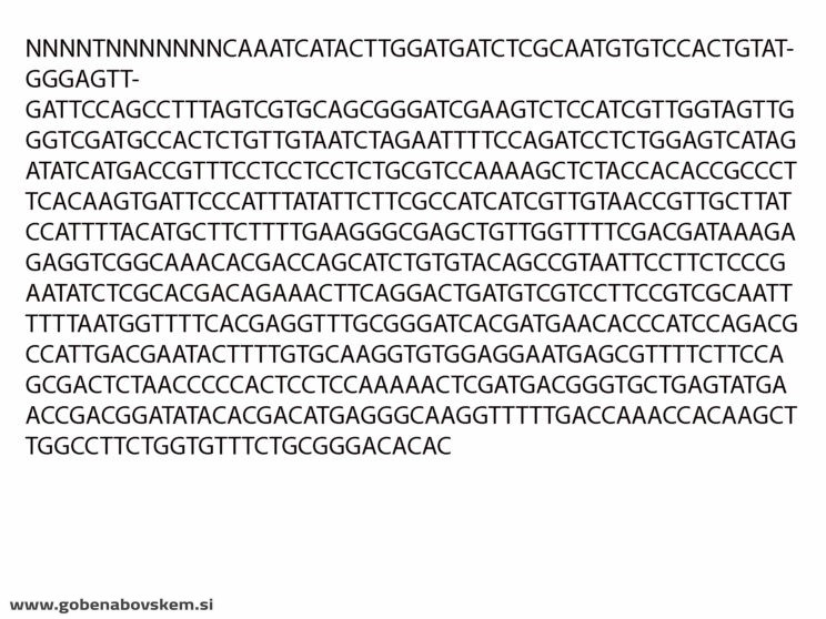LYOPHYLLUM FIBROSIPES GOLF (13)