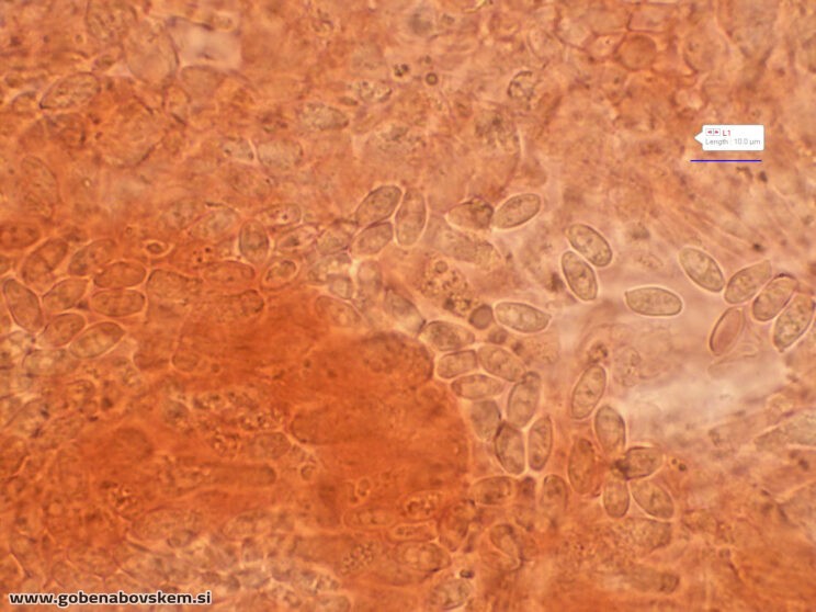 LYOPHYLLUM FIBROSIPES GOLF (2)