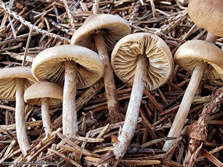 LYOPHYLLUM FIBROSIPES GOLF (5)