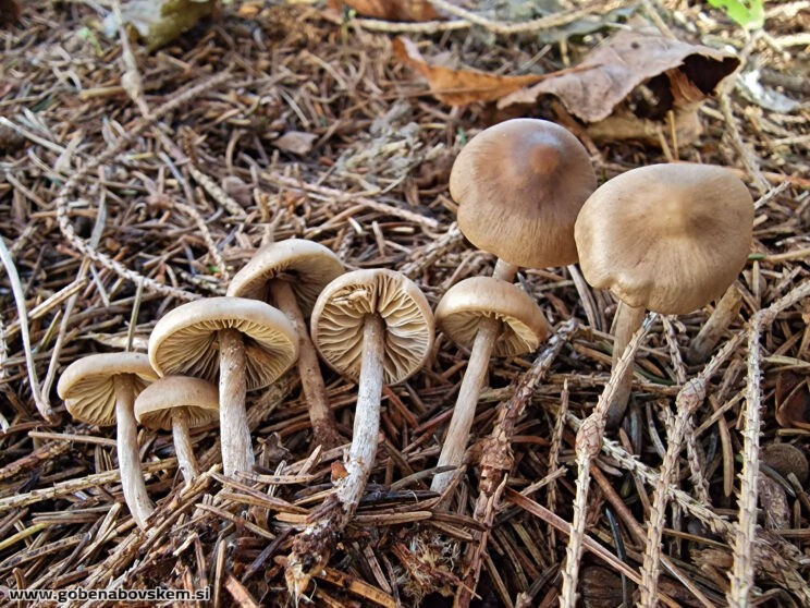 LYOPHYLLUM FIBROSIPES GOLF (6)