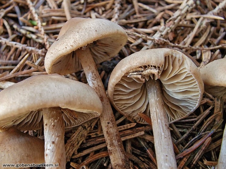 LYOPHYLLUM FIBROSIPES GOLF (7)