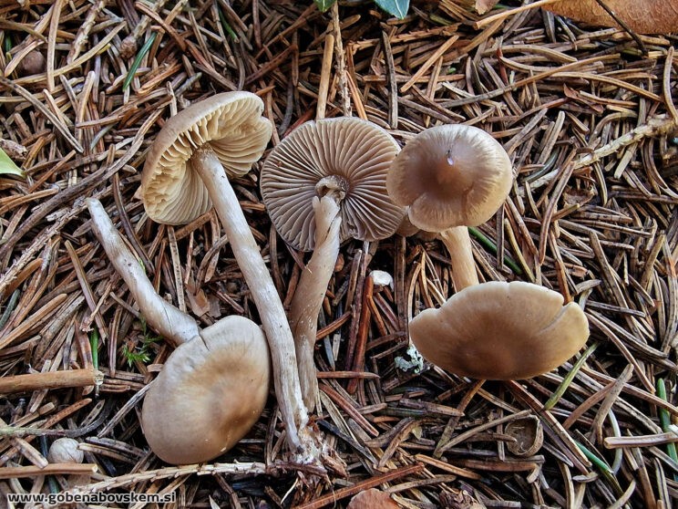 LYOPHYLLUM FIBROSIPES GOLF (9)