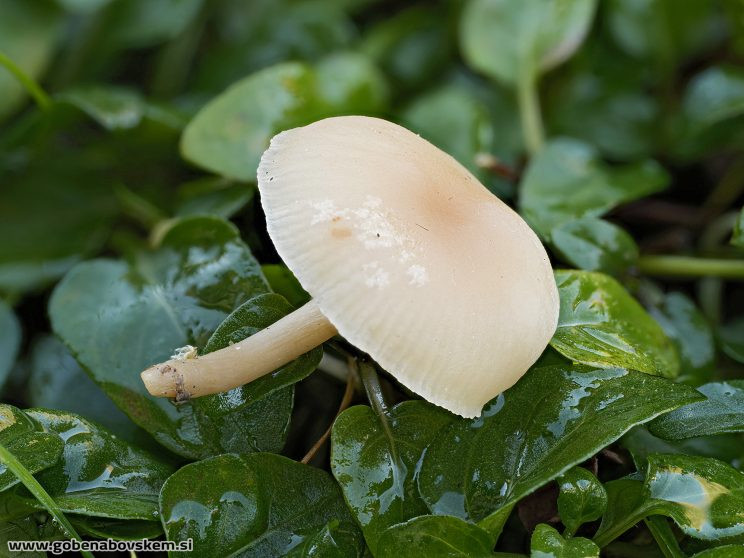 Stacked from 37 images. Method=C (S=3)