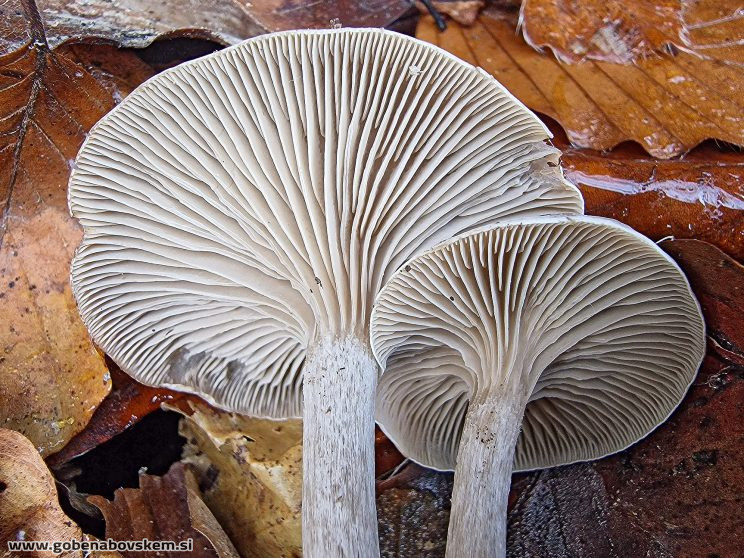 CLITOCYBE METACHROA POLOG 14 11 25 3