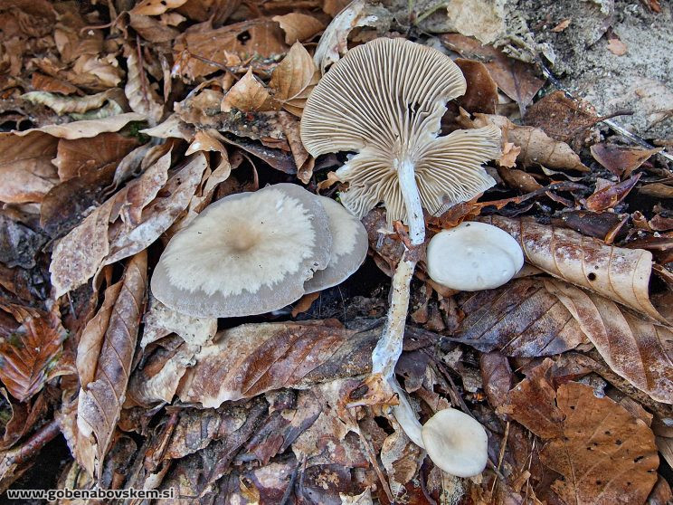 CLITOCYBE METACHROA POLOG 14 11 25jpg
