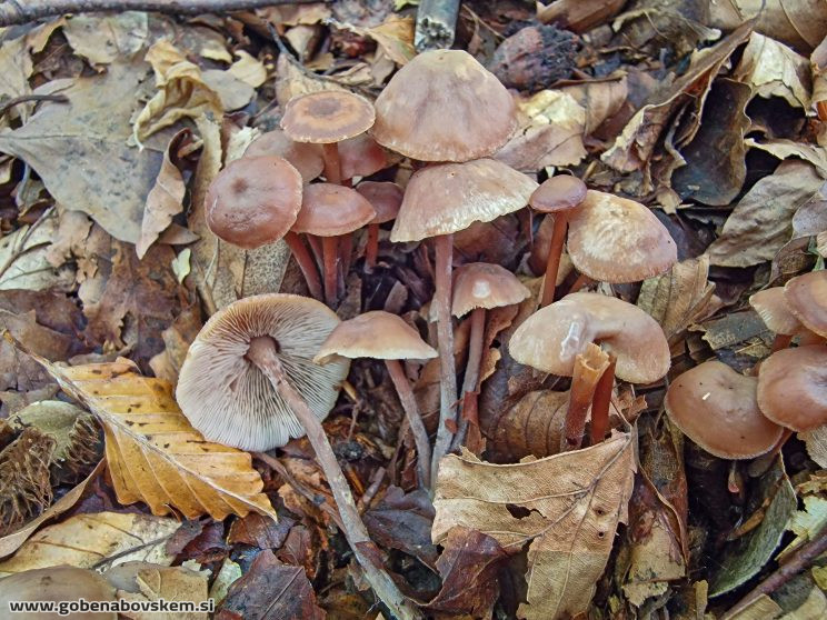 COLLYBIOPSIS CONFLUENS BOŽCA