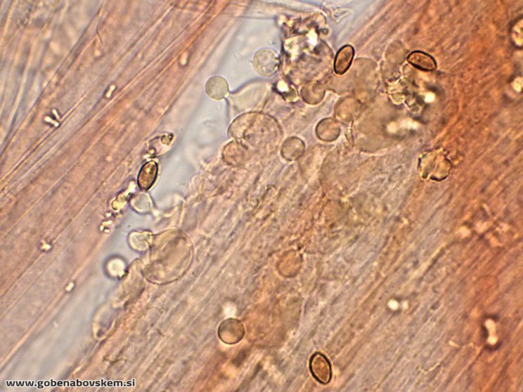 CONOCYBE DUMETORUM DARKO10