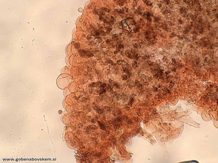 CONOCYBE DUMETORUM DARKO12