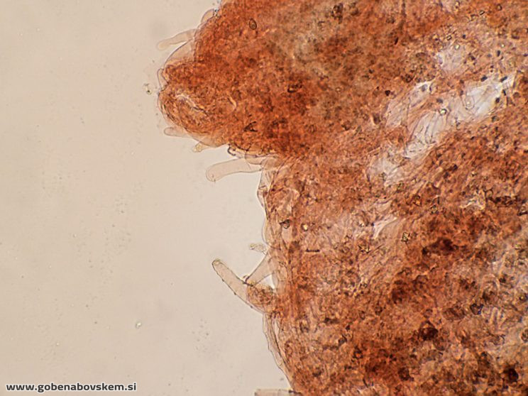 CONOCYBE DUMETORUM DARKO13