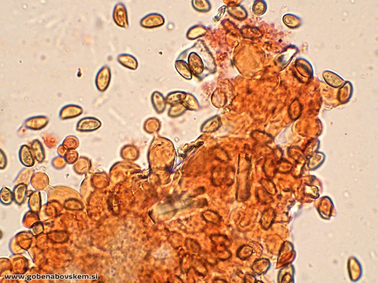 CONOCYBE DUMETORUM DARKO2