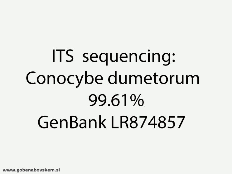 CONOCYBE DUMETORUM DARKO22