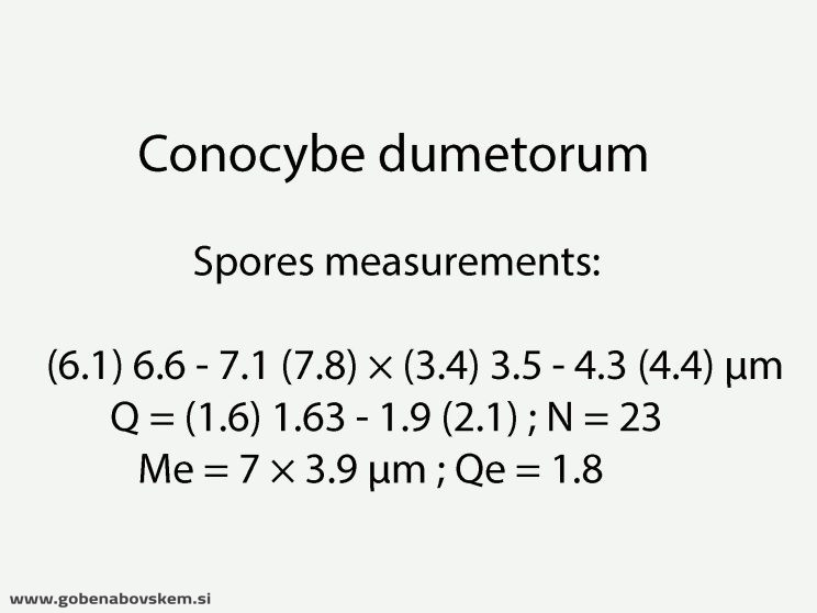CONOCYBE DUMETORUM DARKO44